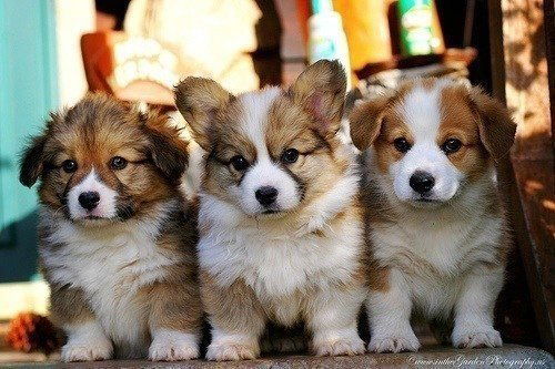 Дмитрий Пуш