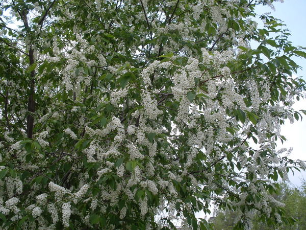 Ольга Пузренкова