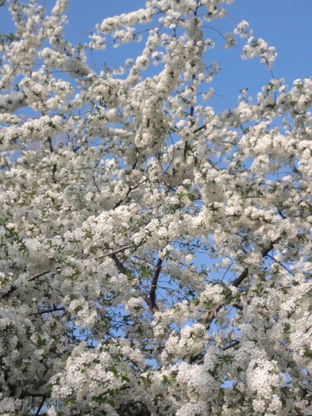 Галина Хащенкова