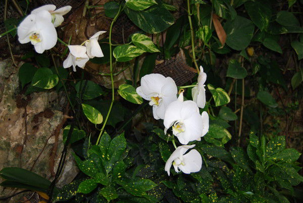 Евгений Грушевский