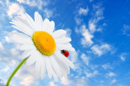 Нина Павловна Ромашова