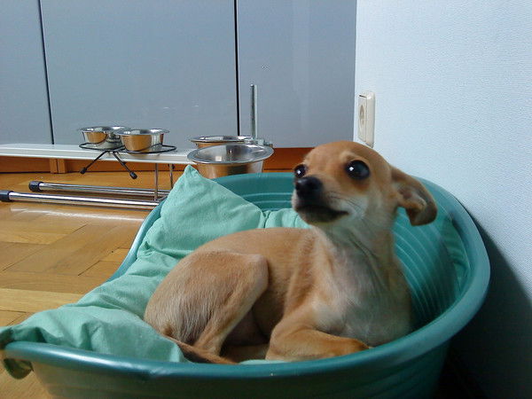 Алексей Крылов