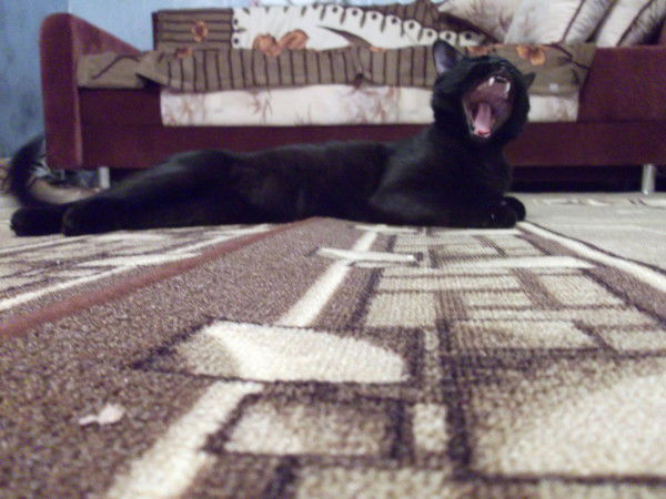 Алекс Светлый