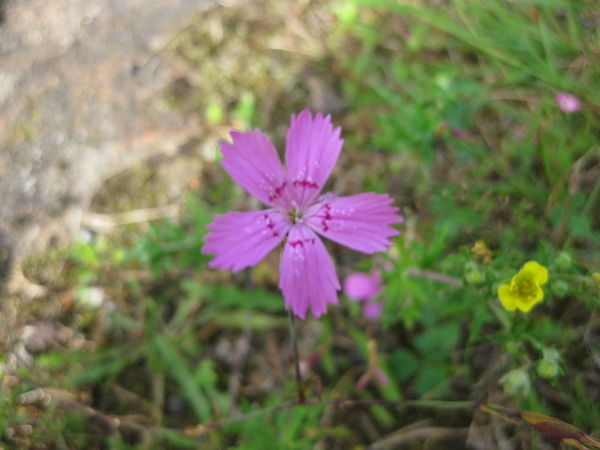 Ирина Рослякова