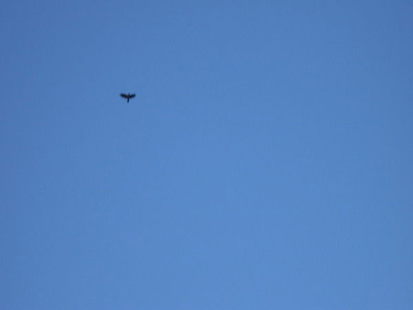 Елена Васильева