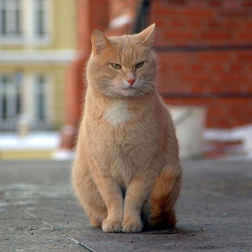 Александр Швецов