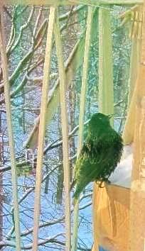 Евгений Сергеев