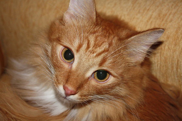 Марина Лукашенко