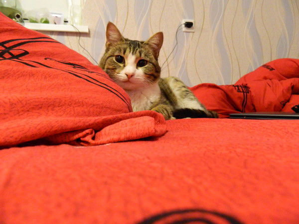 Кирилл Сотин