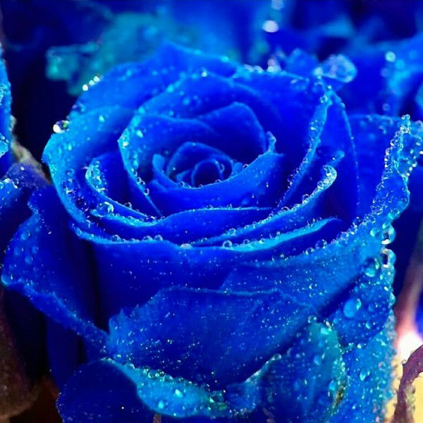 Жилкина Жилкина