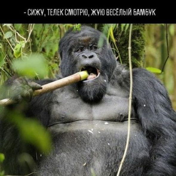 Алексей Муравьёв