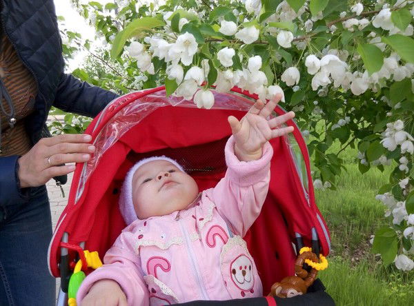 Дана Бородавка