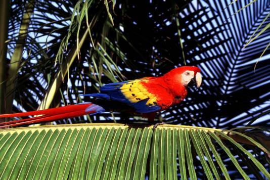 Какаду "ирса"