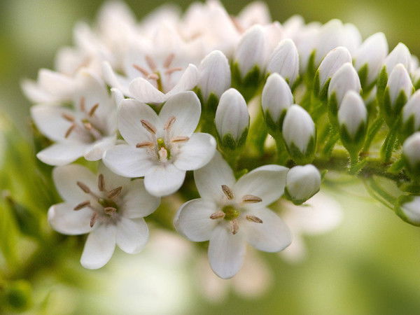 Ирина Оренбурова