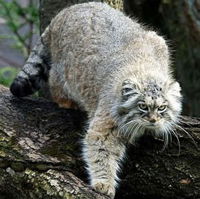 Вильгельм Вездесущщий