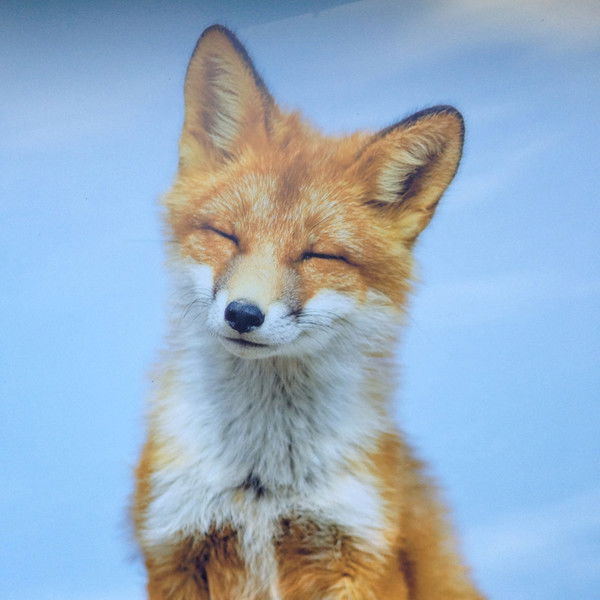 Елена Богомазова