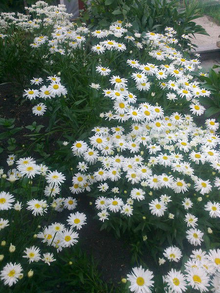 Таня Надежкина