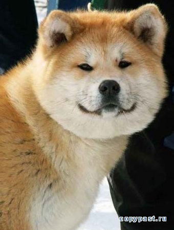 Владимир Владимирович