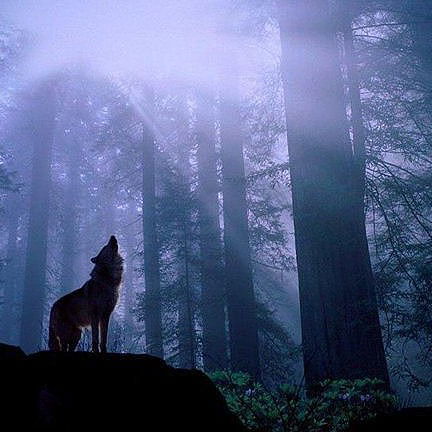 Елена Реброва