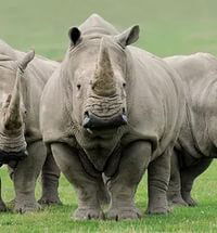 Александр Шинкаренко