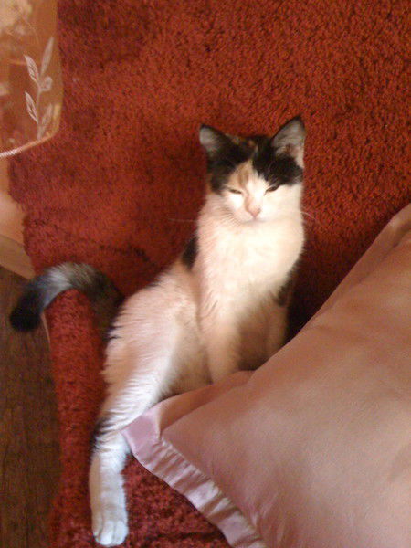 Алла Мещерякова