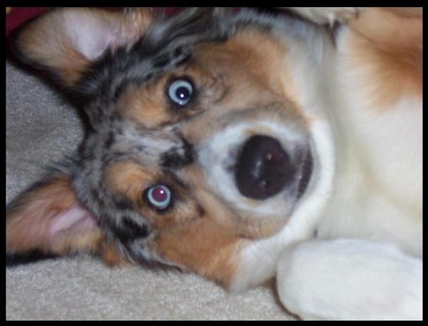 Роман Зеленец