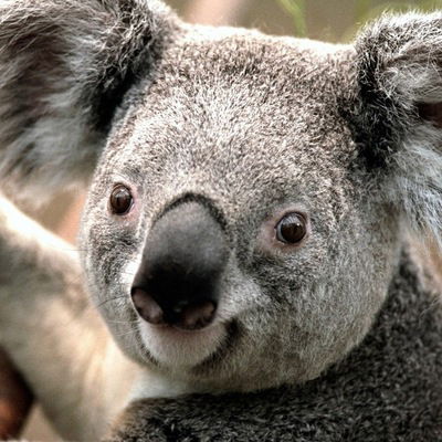 Кирилл Макаров