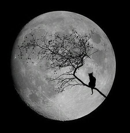 Александра Шпехт