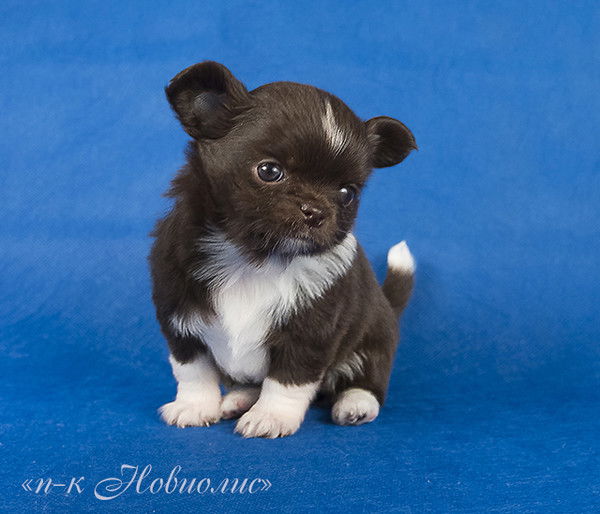 Ольга Новоселова