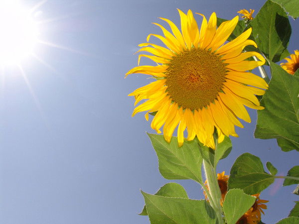 Светлана Зеленцова