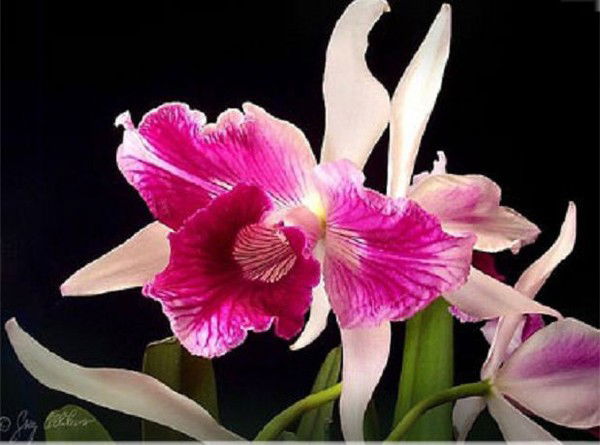 Ольга Лелия