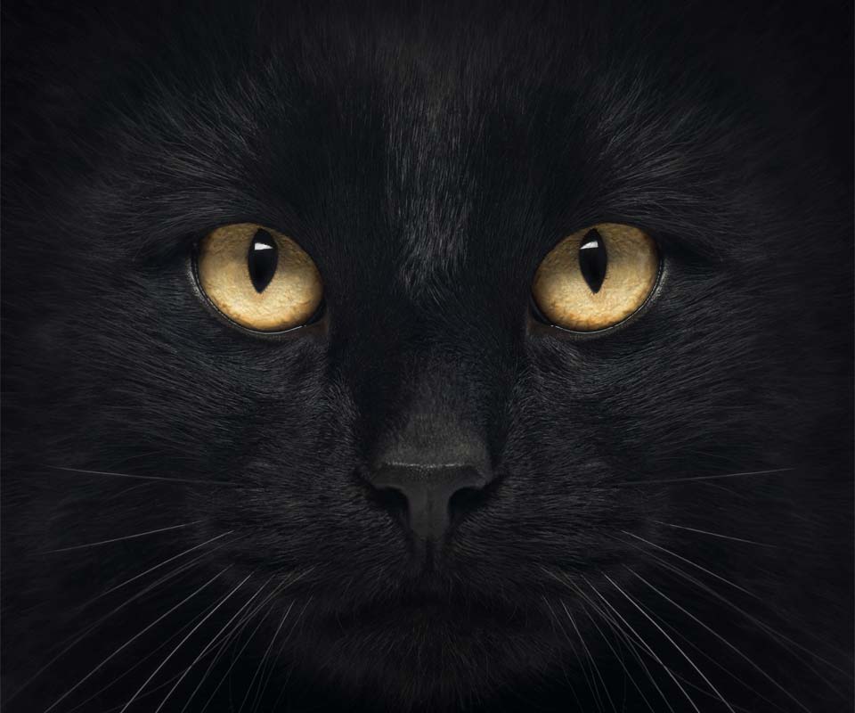 Короткевич Ирина