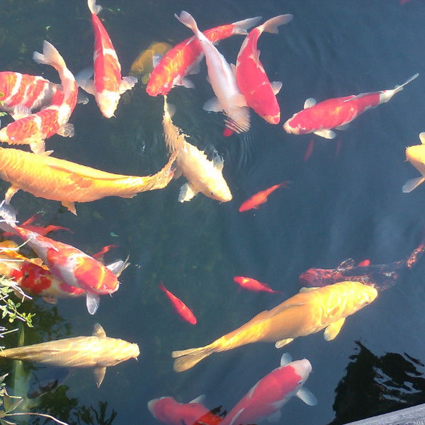 Нина Егорова