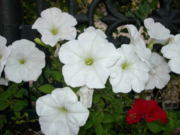 Елена Коновалова