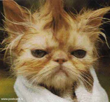 Владимир Маркс