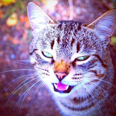 Андрей Голдов