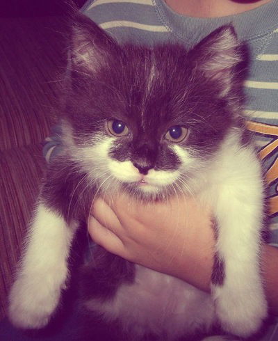 Антон Смирнов