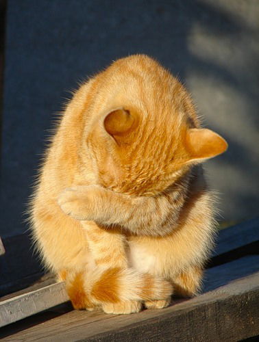 Юлия Раевская