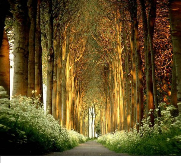 Елена Чирка