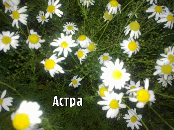 Гулбарчын Дактанова