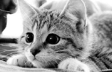 ~~~¤¤¤ Aila ¤¤¤~~~