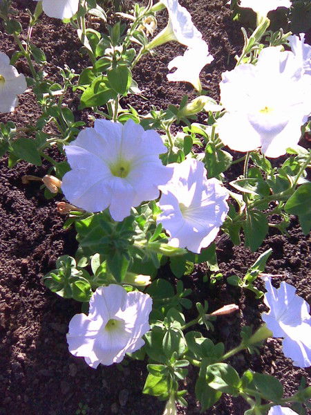 Ольга Цветкова