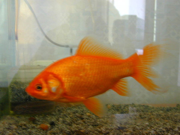 Юлия Лаптева