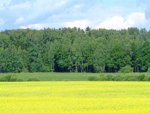 Елена Макаренко