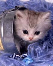 Армен Оганесян