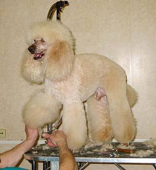 Елена Успенская