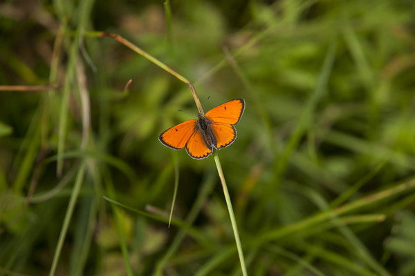 Светлана Герасимук