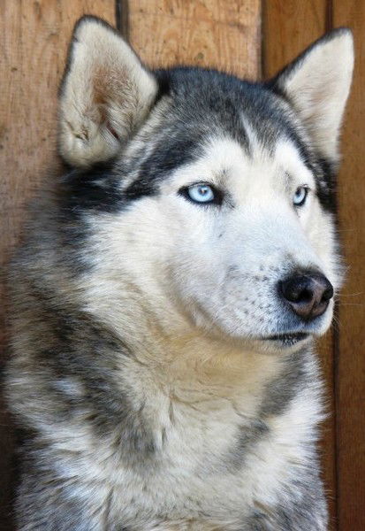 Есет Блимов