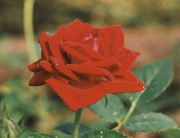 Марина Иванова