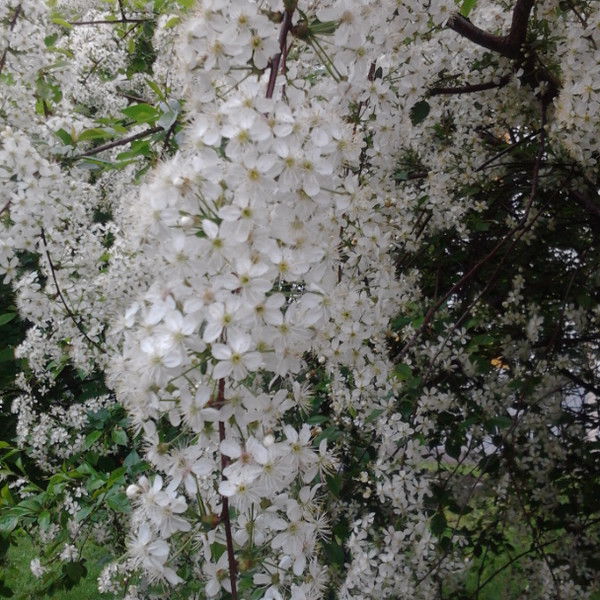 Ольга Попова